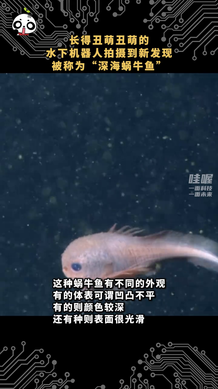 长得丑萌丑萌，水下机器人拍摄到新发现，被称为“深海蜗牛鱼”