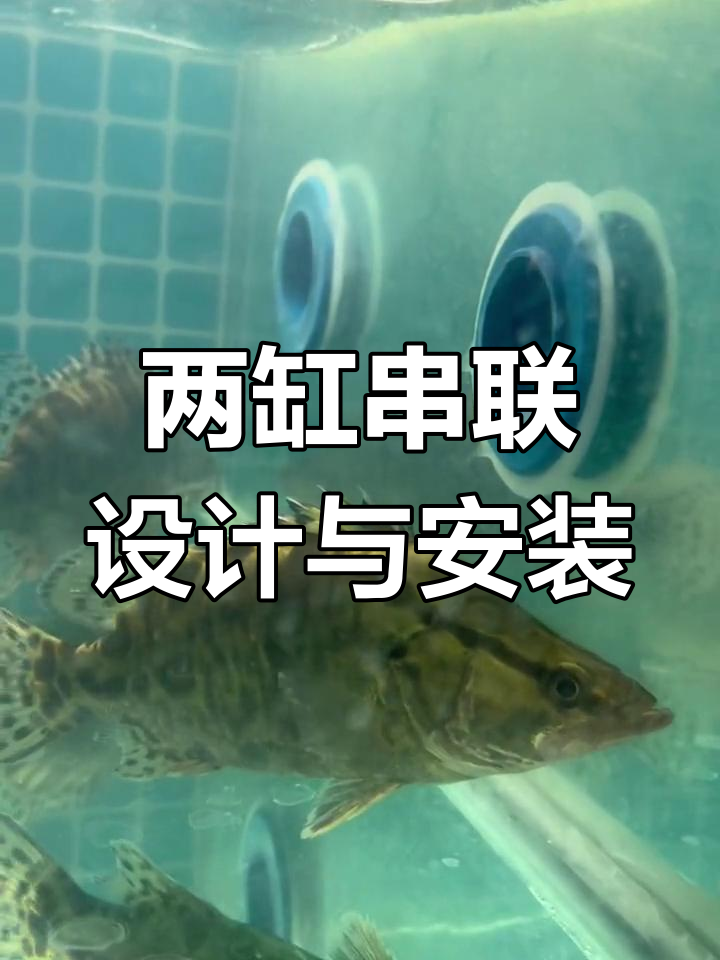 两个鱼缸串联设计,中间打孔连接效果超赞