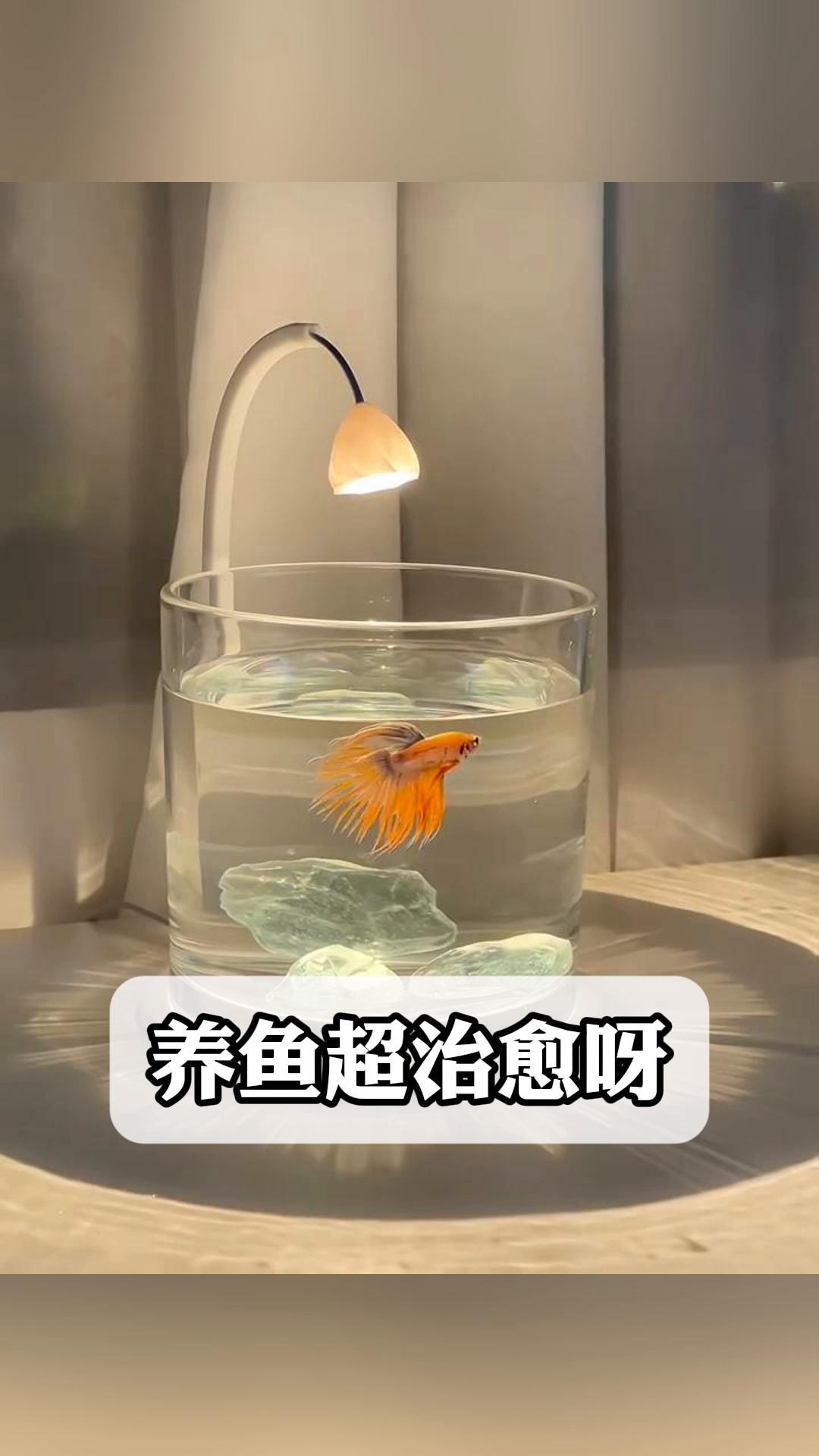 养鱼超治愈呀,小鱼游来游去真美妙