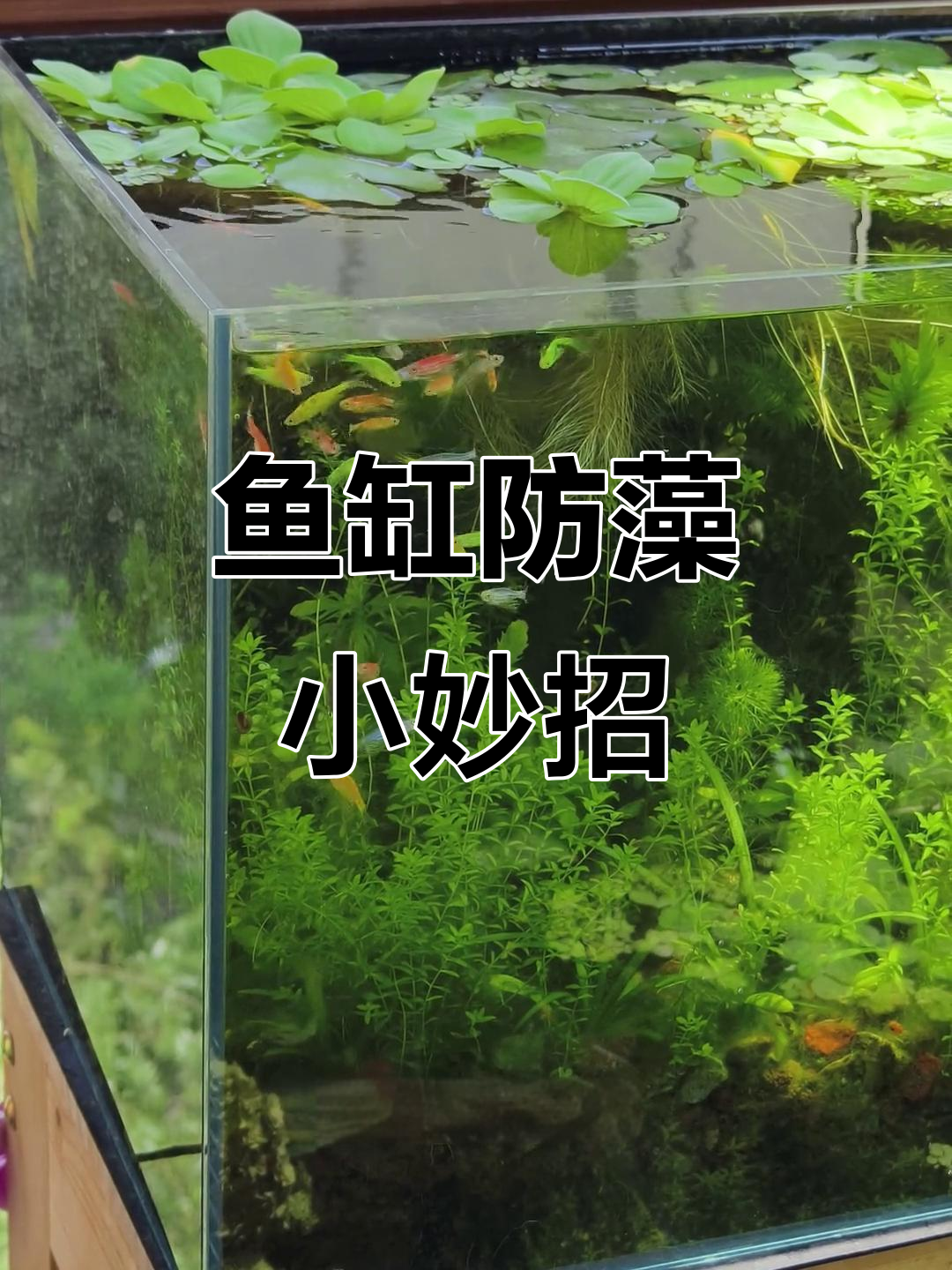 古法鱼缸防藻秘籍,黑壳虾、水草齐上阵!