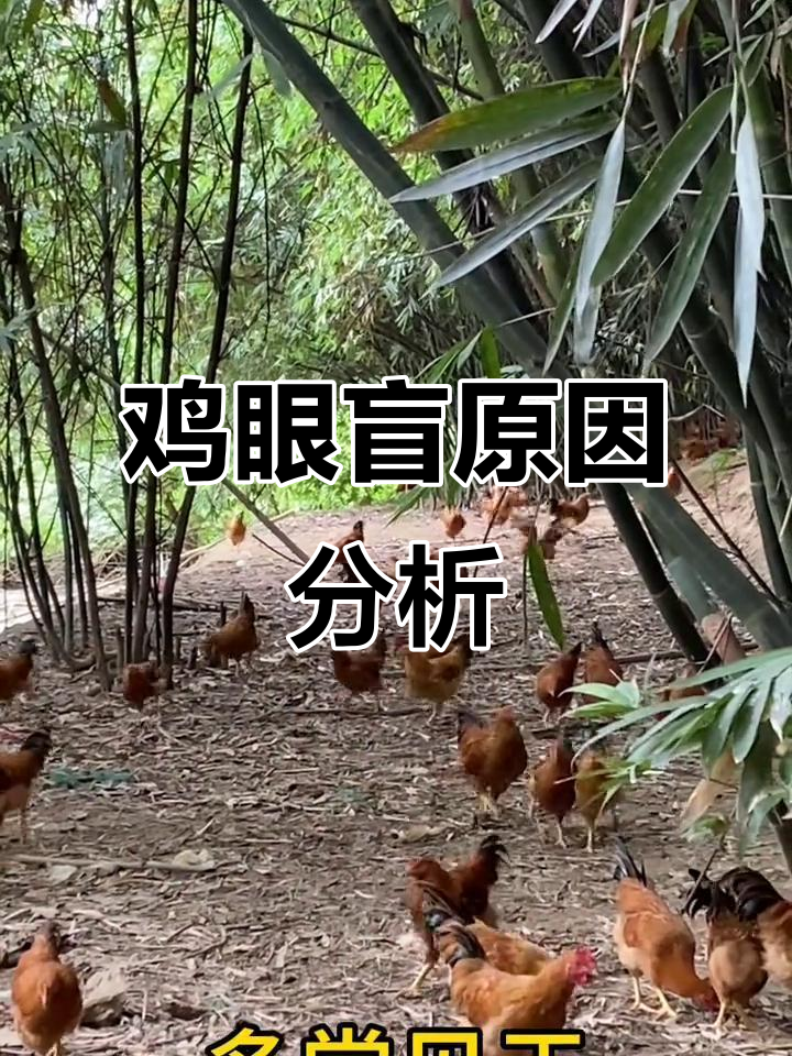鸡眼睛失明的原因及应对方法