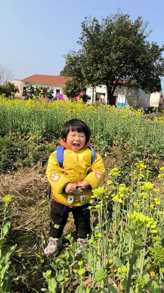 油菜花开