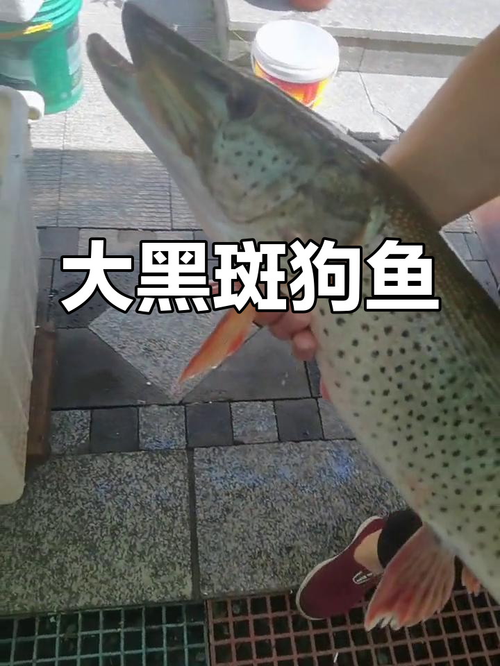 冬季乌苏里江大黑斑狗鱼,13.5斤重