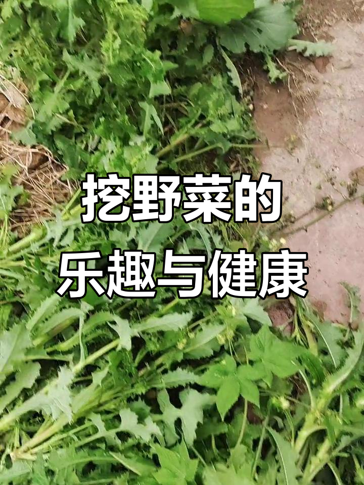 乡村野菜大揭秘:蒲公英、雏菊、苦菊菜的神奇功效