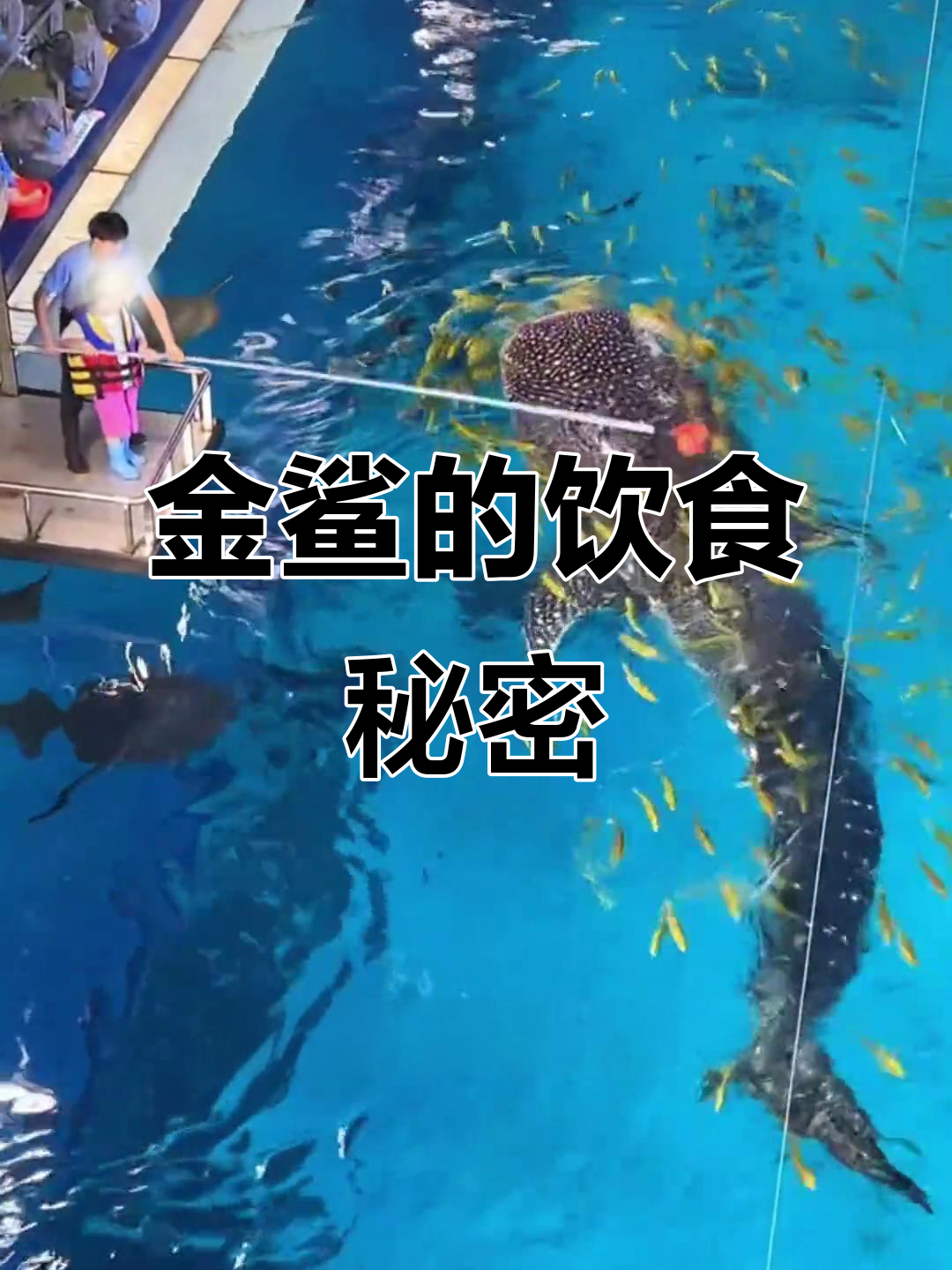 揭秘世界上最大的鲨鱼金鲨,吃浮游生物不食同事