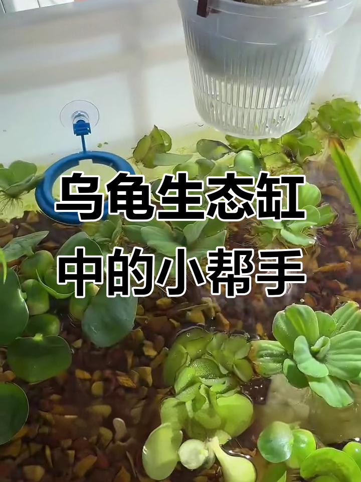 乌龟缸里的“工具人”:鱼虾螺全解析