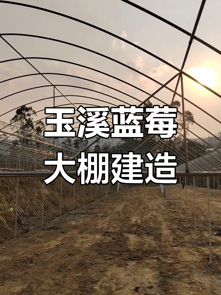 玉溪江川打造蓝莓大棚,专业建设助力产业发展