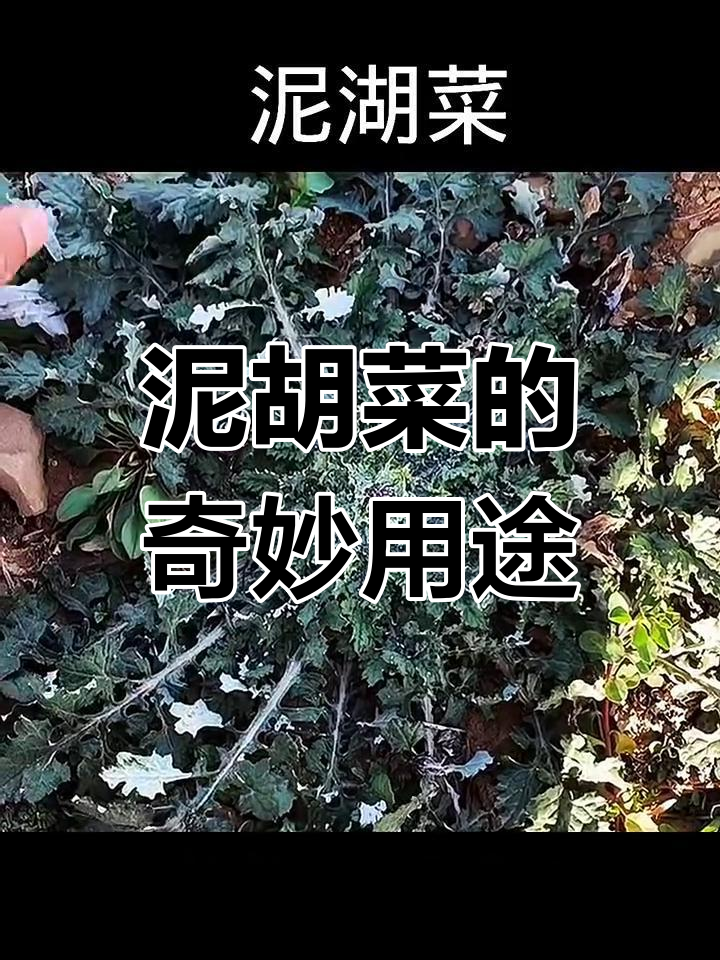 泥湖菜:菊科草本植物,苦味可去除,做汤炒肉都行