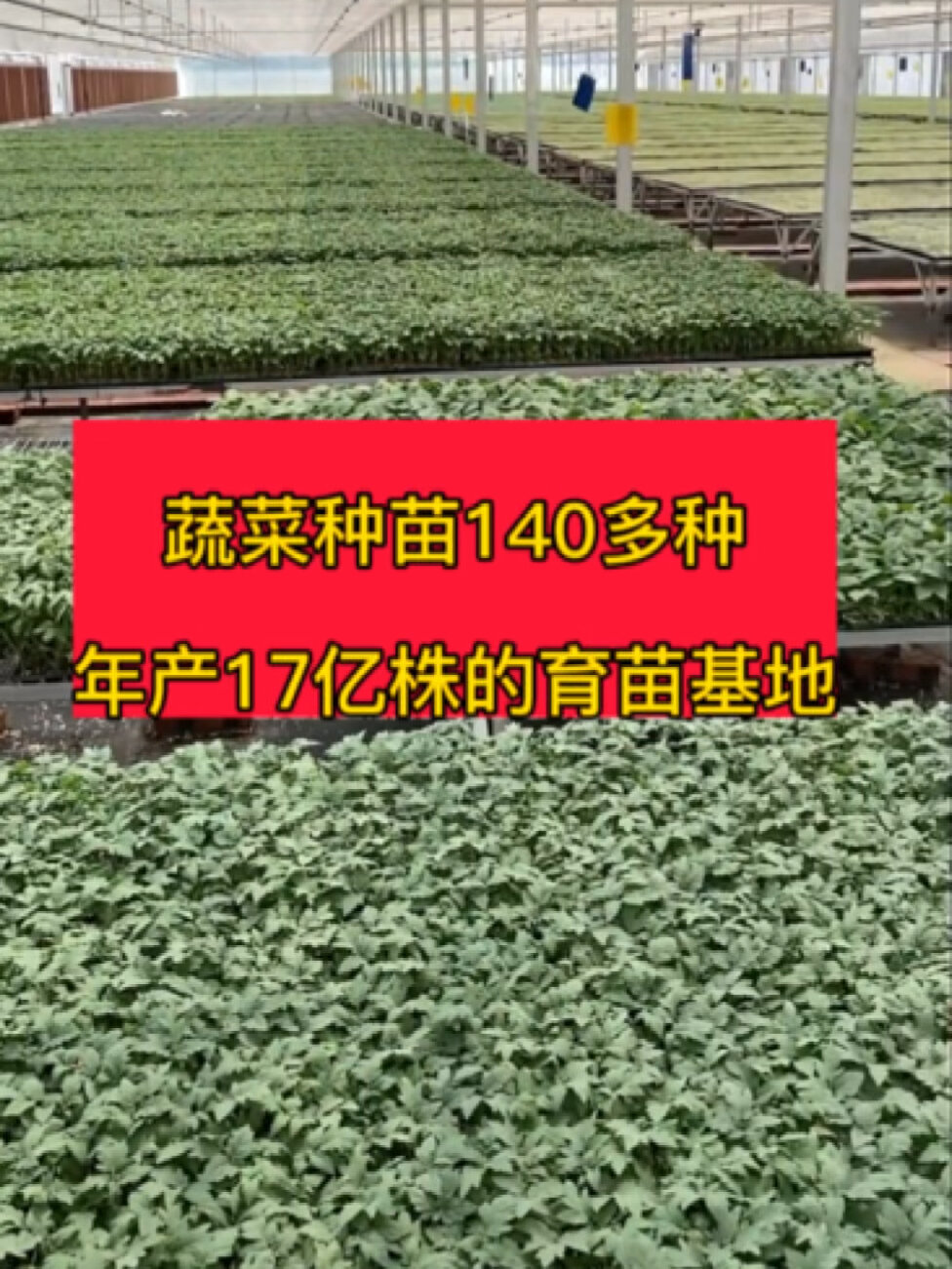 目前中国最大的种苗繁育基地