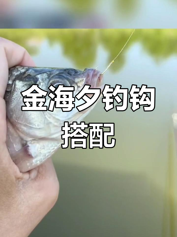 金海夕鱼钩选择指南:不同型号适用鱼类
