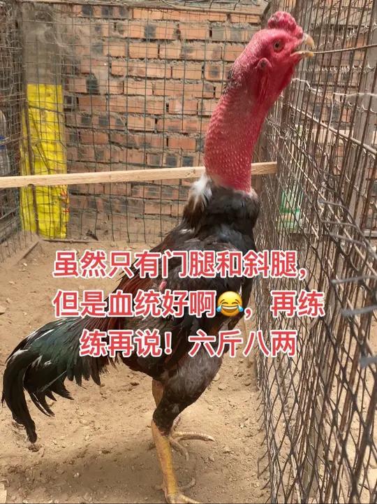 虽然只有门腿和斜腿,但是血统好啊,再练练再说!六斤八两 原创视频日常生活农村散养土鸡农村生