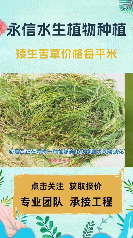 四季矮生苦草 矮生苦草价格每