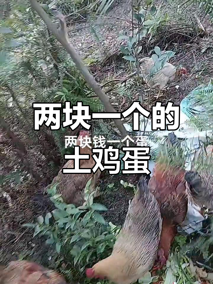 农村散养土鸡,两块钱一个的“土地蛋”值不值?