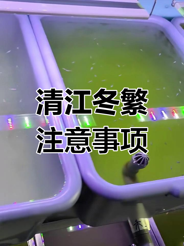 冬季清江鱼繁殖技巧:加温、光照与饲料管理全攻略