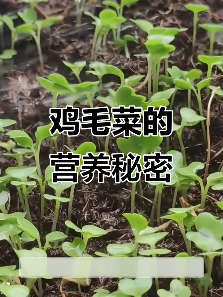鸡毛菜营养丰富，富含多种维生素和矿物质