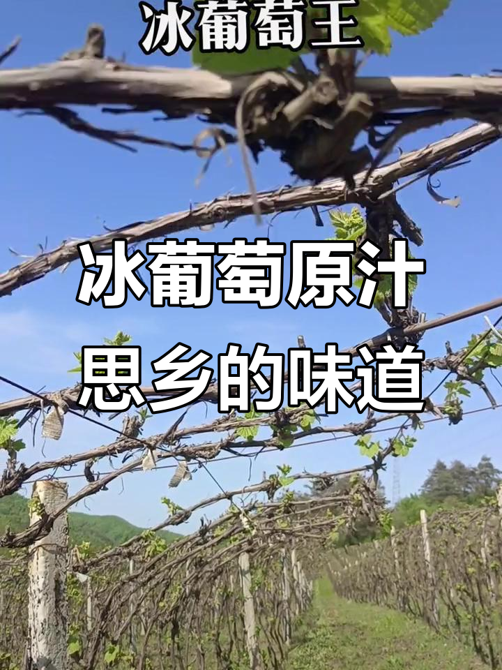 冰葡萄酒与东北特产的完美结合,带你穿越草原思念