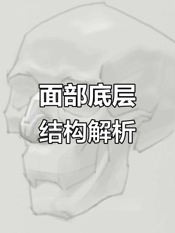 人物面部解剖分析:从肌肉到皮肤层次揭秘
