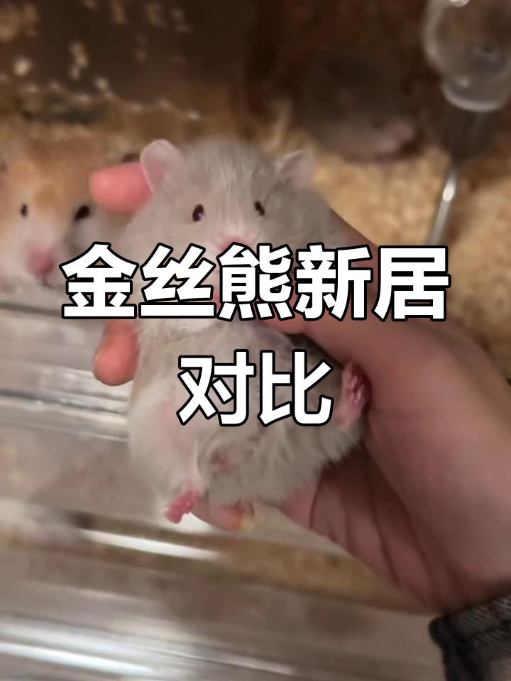 薰衣草与鸽灰波利对比,换垫材后金丝熊新家更舒适!