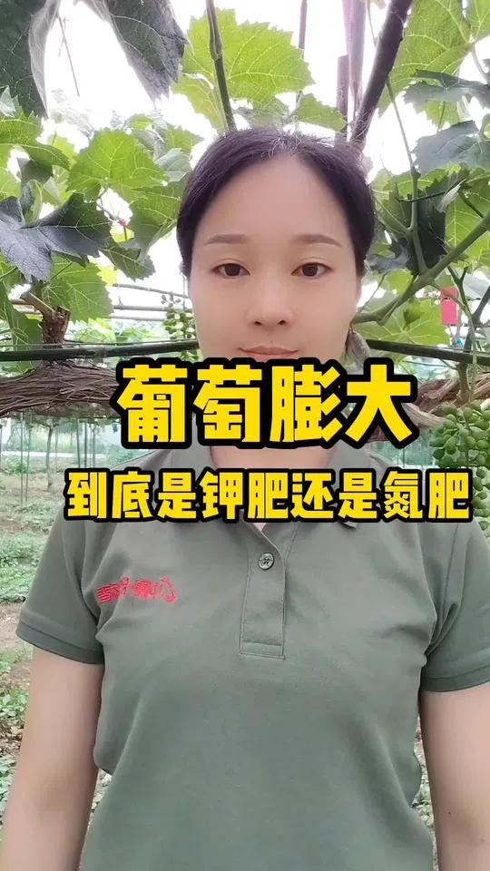 葡萄膨大到底是钾肥还是氮肥呢