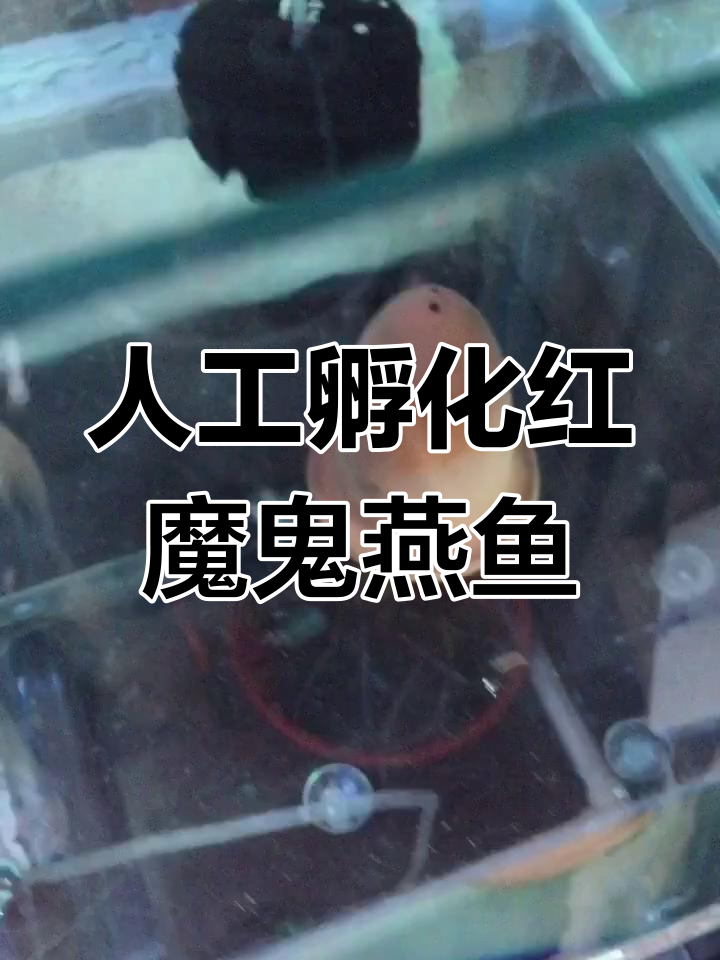 红魔鬼燕鱼卵孵化全过程,7天起飞见证奇迹