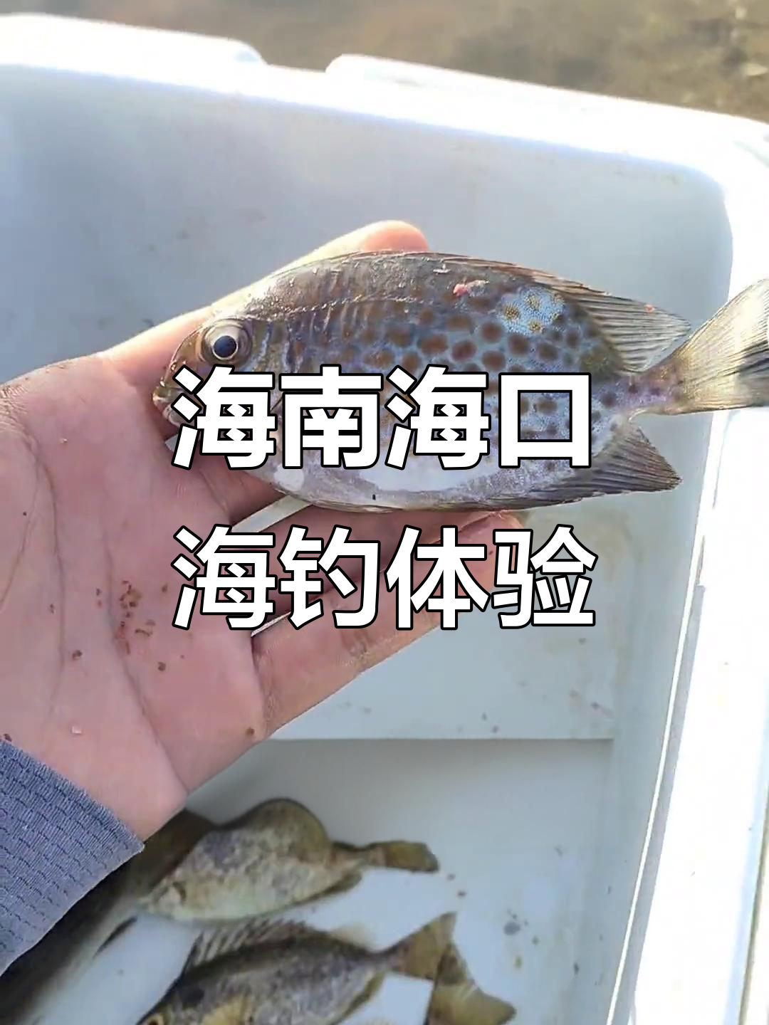 海口海边防坡堤海钓,泥猛臭肚红点黄尾一网打尽