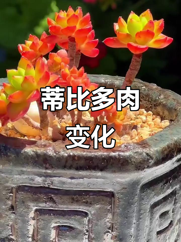 多肉蒂比（TP）成长记：2.5年前与现在的对比