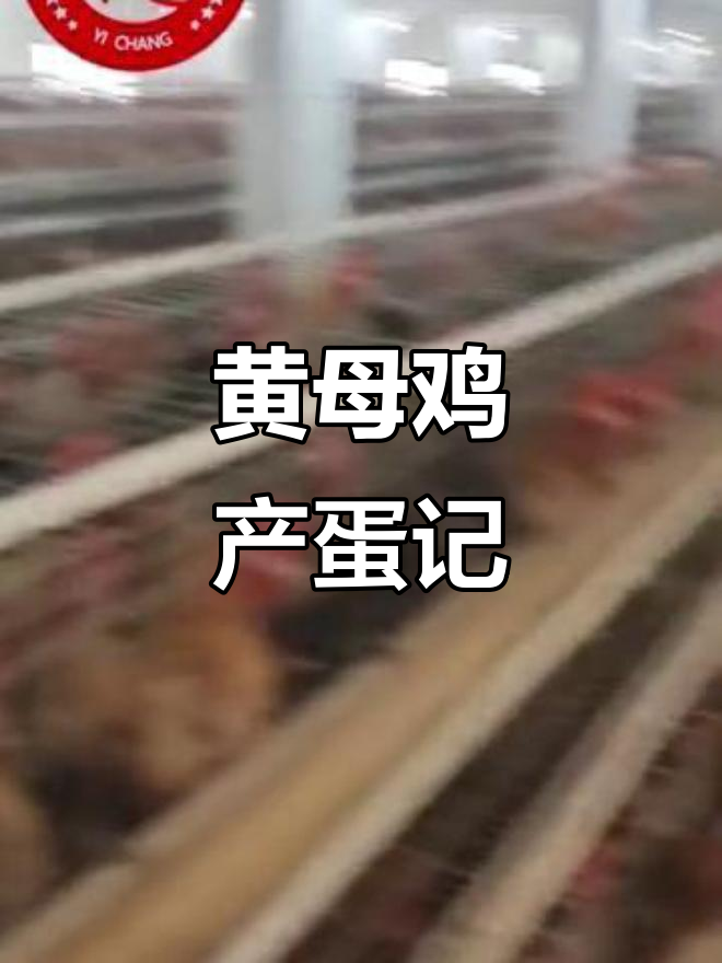 九斤黄母鸡产蛋,农村创业养殖新机遇