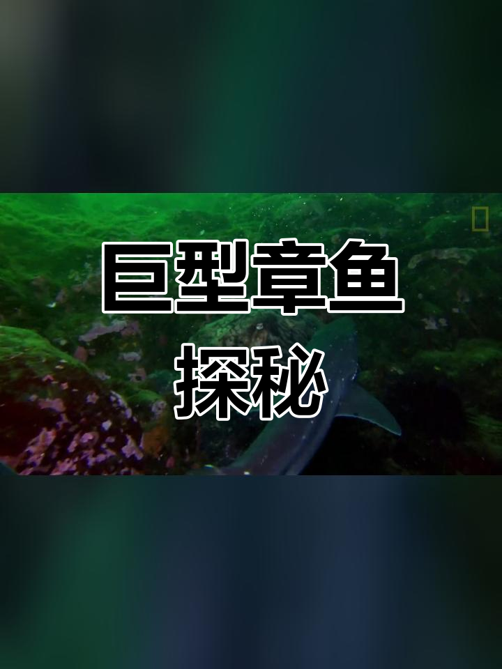 北太平洋巨型章鱼揭秘