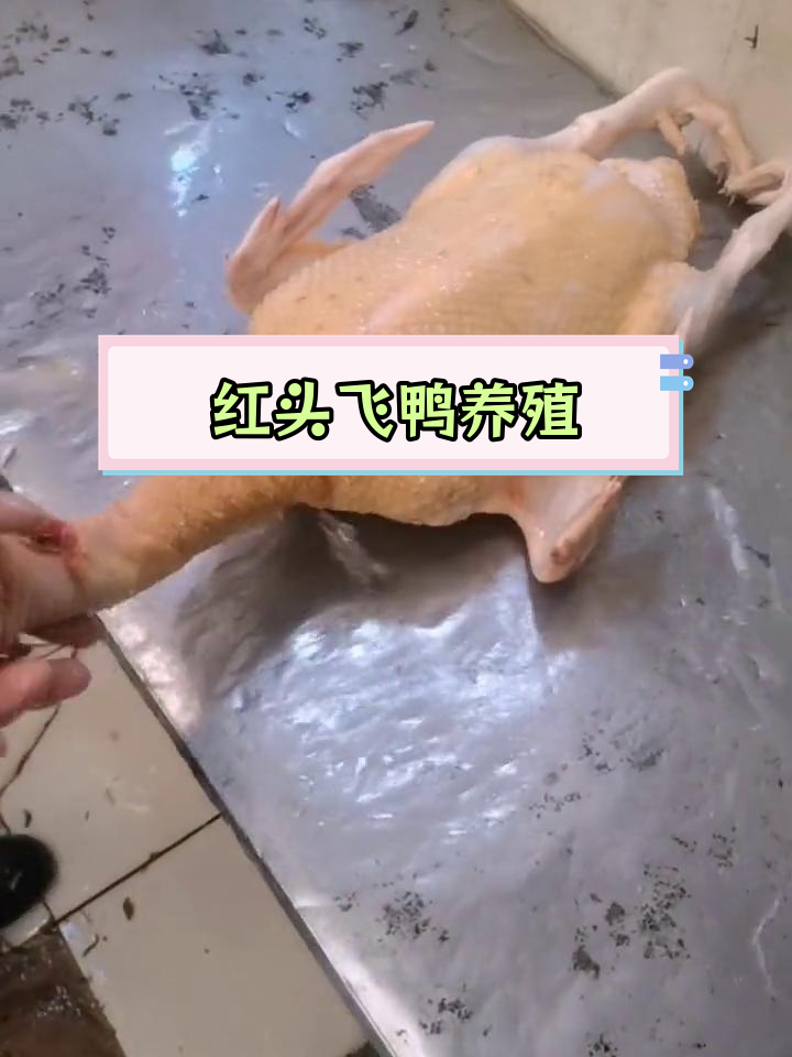 纯粮喂养的散养番鸭,红头飞鸭品种