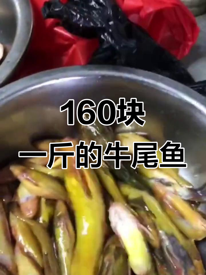 传说中的160元一斤牛尾巴鱼,究竟值不值?
