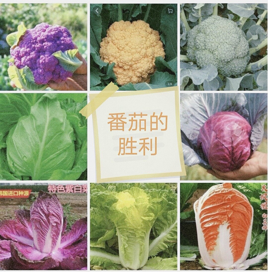 白菜包菜花椰菜合集,色彩丰富惹人爱