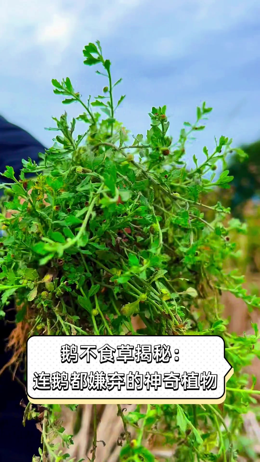 鹅不食草揭秘:连鹅都嫌弃的神奇植物