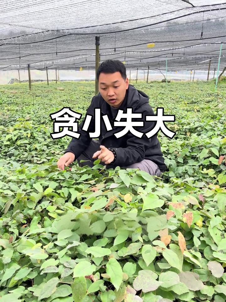 价格决定品质,便宜往往意味着长远失败