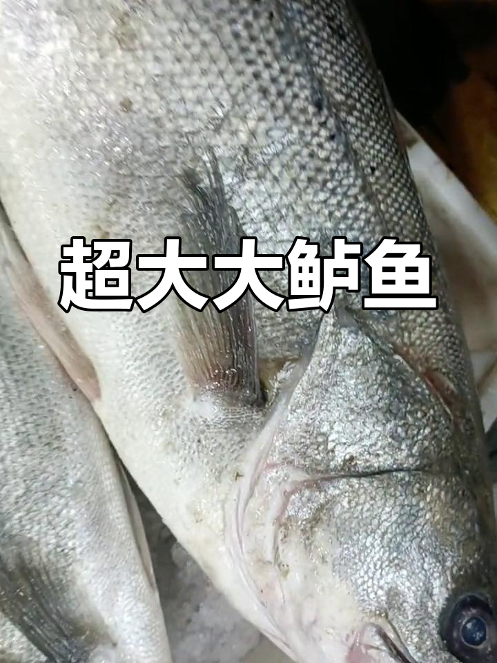 野生大鲈鱼,重达十斤,超难搬运