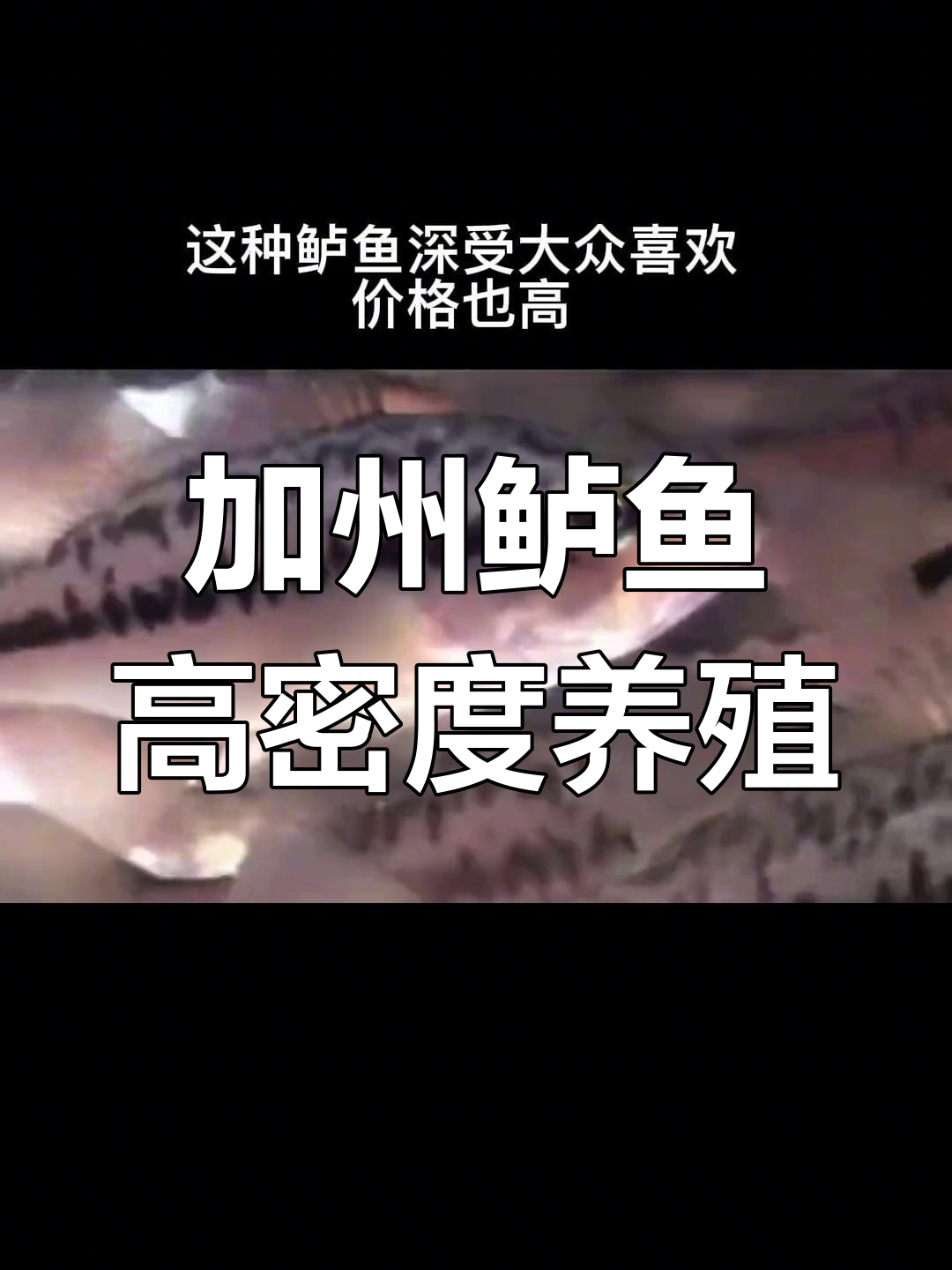 加州鲈鱼养殖技巧:从幼苗驯化到商品鱼的快速成长