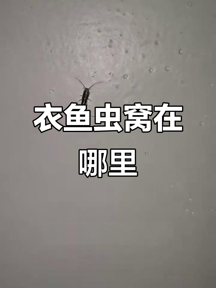 衣鱼虫藏匿地点大揭秘,头发毛屑成滋生温床