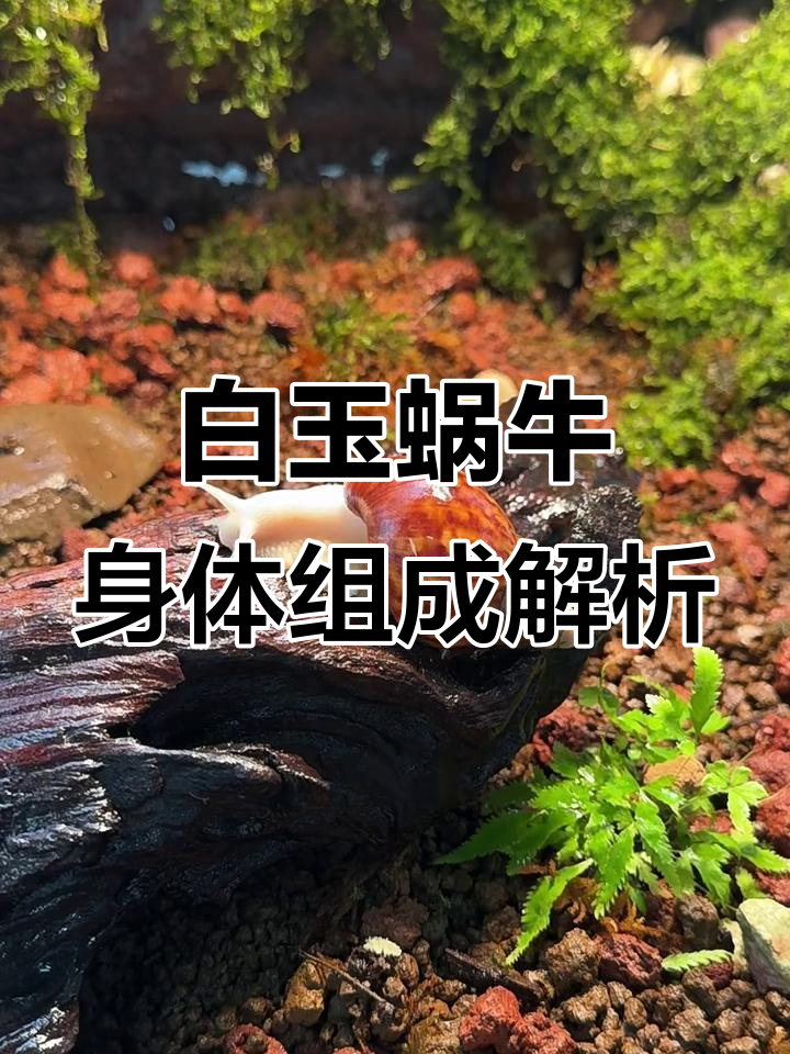 白玉蜗牛的身体结构揭秘:从触角到腹部的所有组成部分