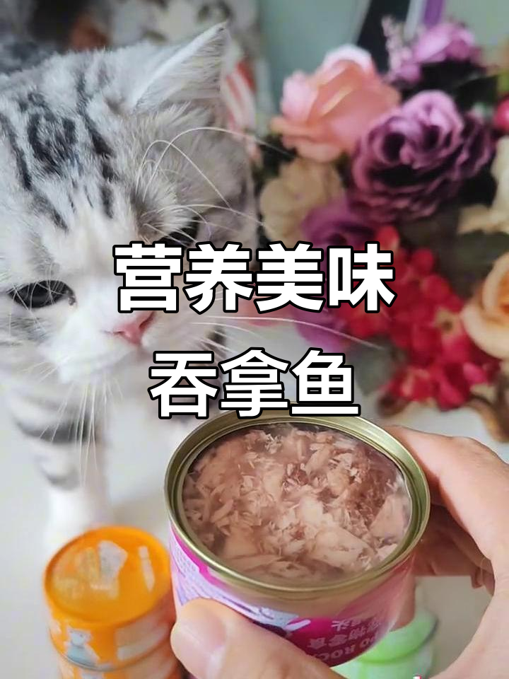 吞拿鱼白肉,营养丰富,猫咪无法抗拒的美味