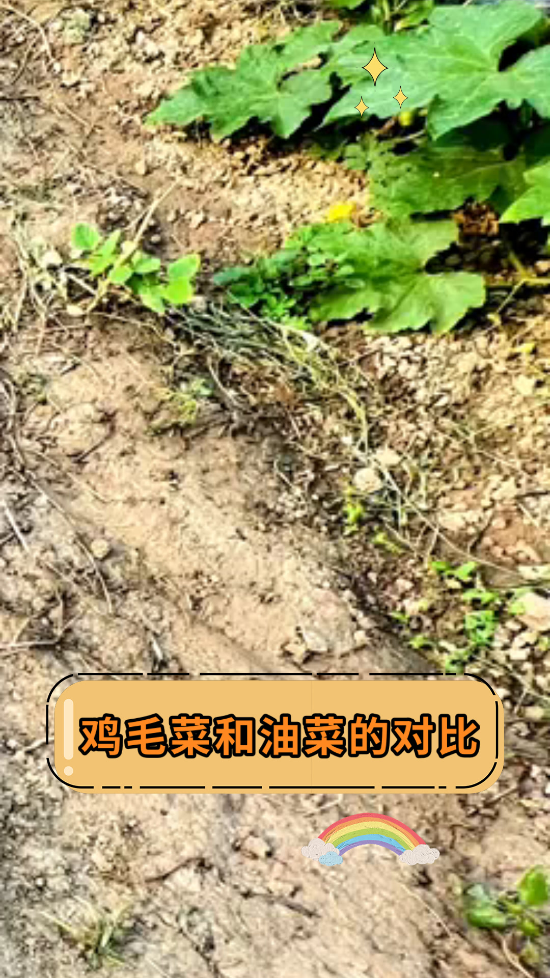 鸡毛菜和油菜的对比