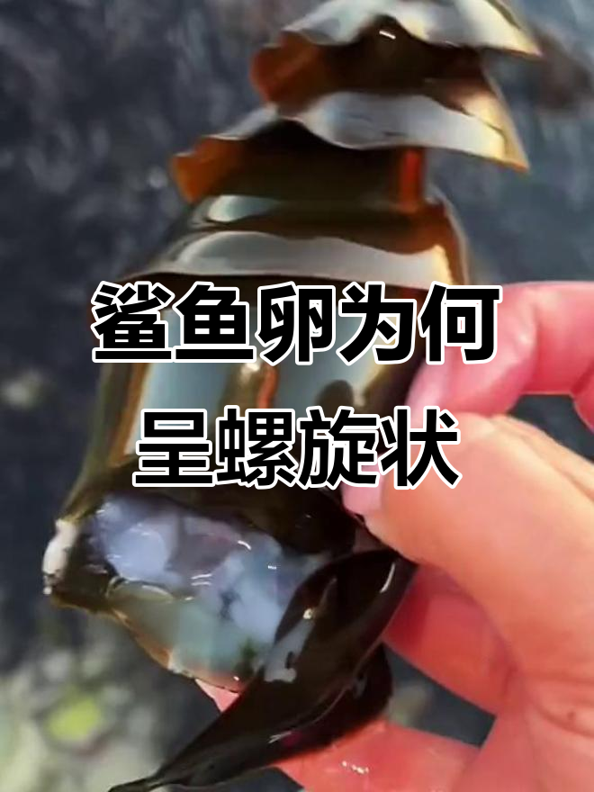 为什么鲨鱼卵是螺旋状的？揭秘保护小生命的独特设计
