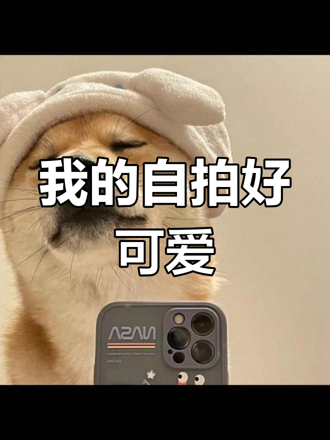 换个可爱的柴犬头像吧