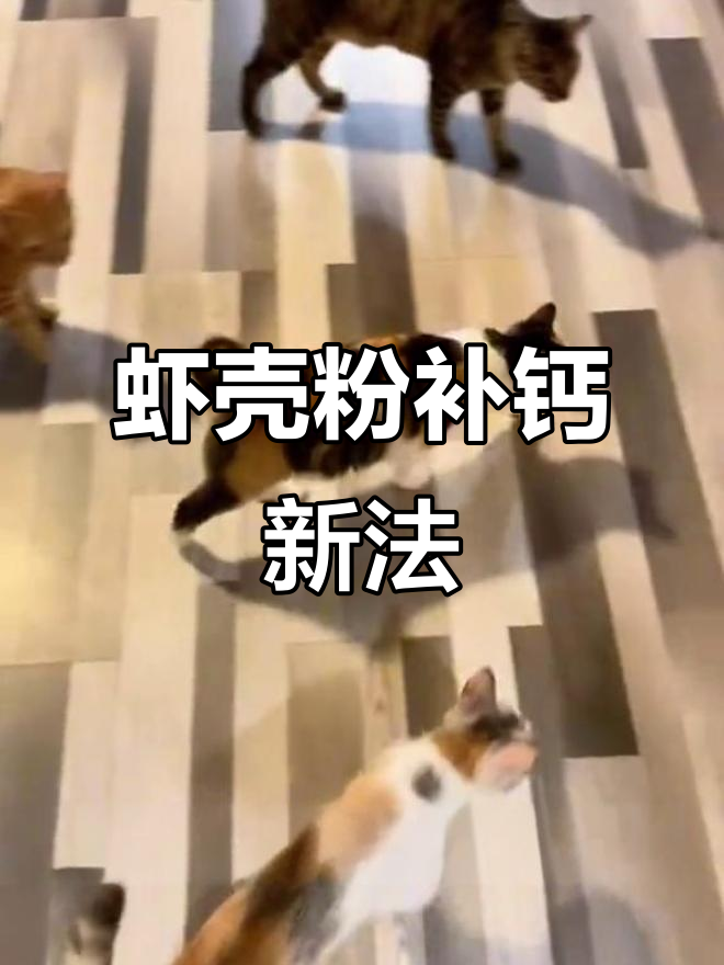 第一次尝试虾壳粉补钙,效果惊人!再也不浪费了!