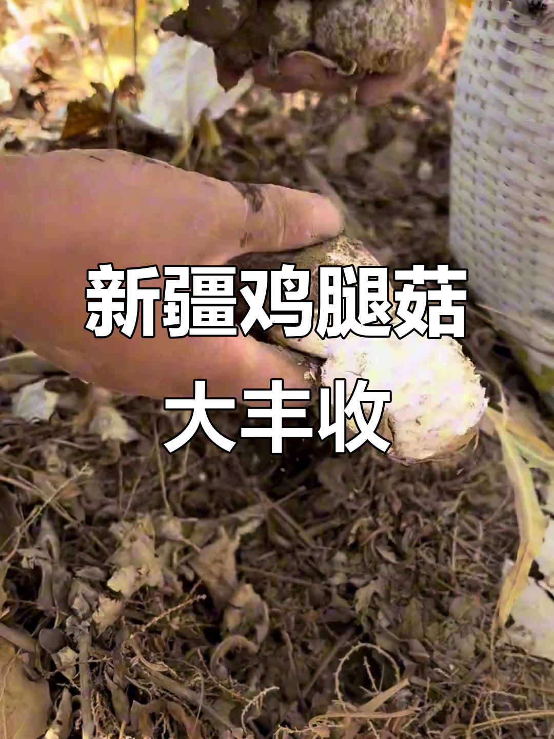 新疆野生鸡腿菇,数量惊人!一抓就是十几朵