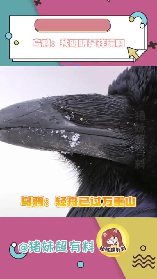 乌鸦:我就说我象征着和平,看谁敢反对!乌鸦 和平 以色列