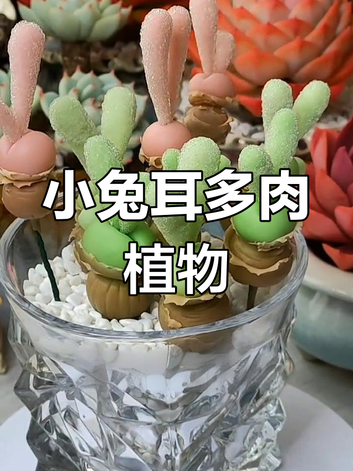 碧光环小兔子,超耐旱的多肉植物,耳朵像极了!