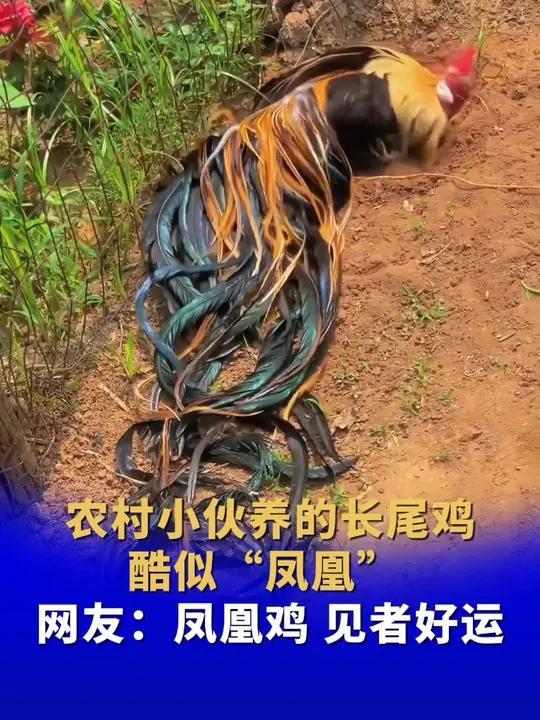 农村小伙养的长尾鸡酷似“凤凰” 网友:凤凰鸡 见者好运