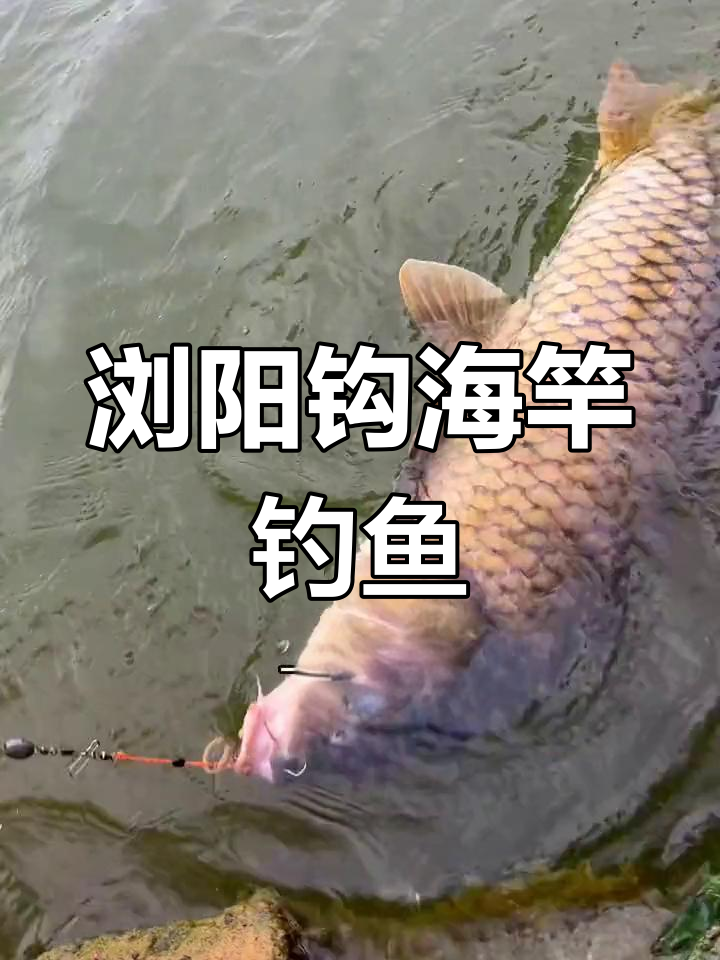 海竿浏阳钩钓鲤鱼技巧