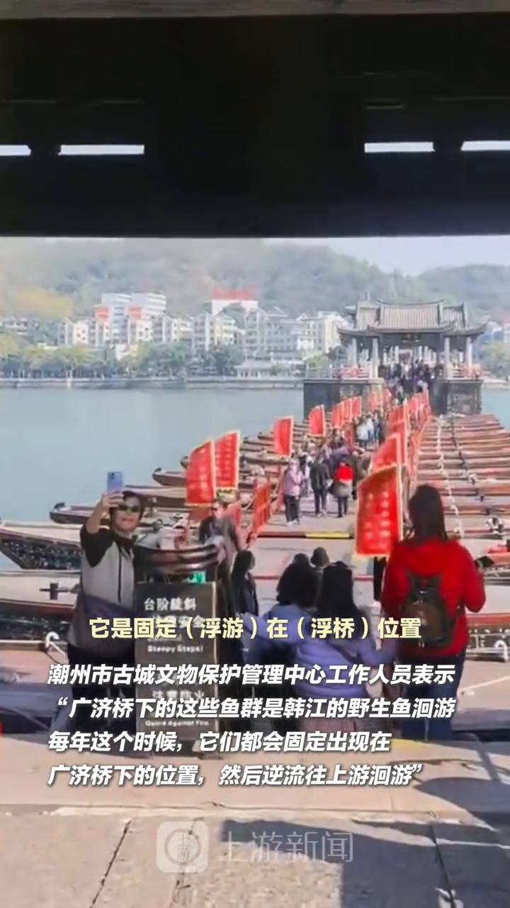 潮州广济桥下鱼群洄游引围观 景区提醒:可以拍照欣赏 不要抓鱼