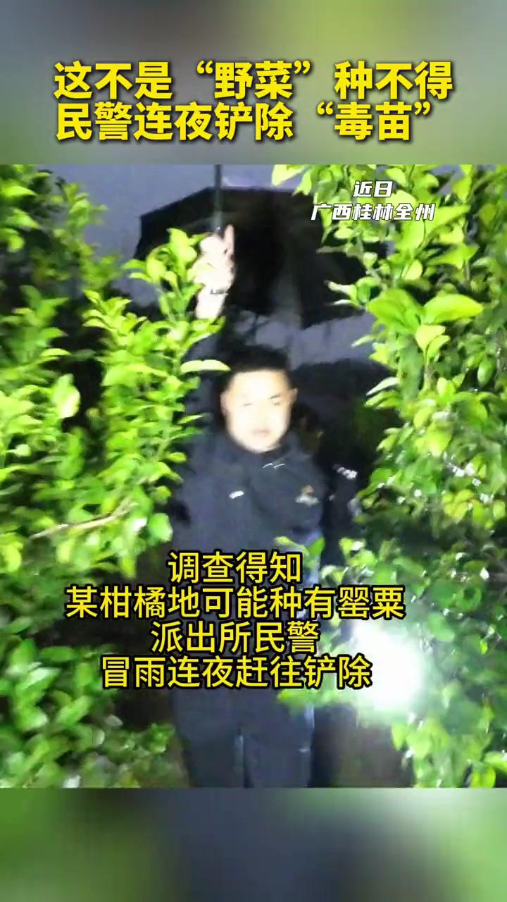 广西桂林全州,这不是“野菜”种不得,民警连夜铲除“毒苗”