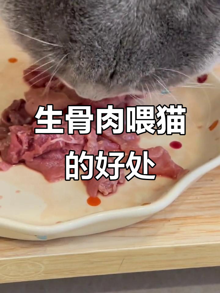 猫咪天生肉食,生骨肉喂养带来的惊人变化